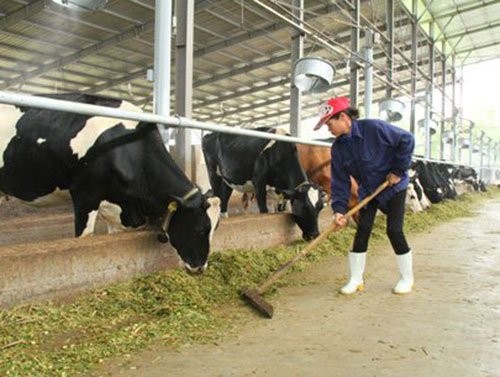Milk cows are being raised at the Dairy Demonstration and Experimental Farm in Binh Chanh District of Vietnam Dairy Products Joint Stock Company, the biggest dairy company in Vietnam
